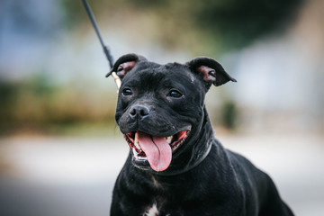 Staffordshire bull terrier dog photography outside. 