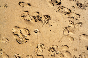 Top view of the empty yellow wet sandy beach. Background with visible texture and footprints. Close-up beach sand in the summer. Thailand. Granular surface.