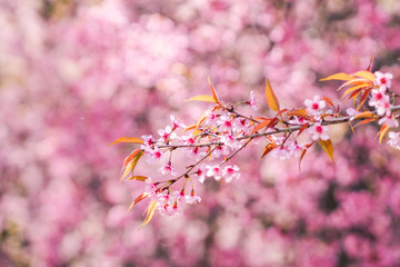 The blurred backdrop of the beautiful pink cherry blossoms blooming are cherry blossoms that were planted to promote tourism during the winter months and every year the pink blossoms bloom together.