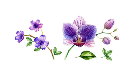 Fototapeta na wymiar Watercolor Orchid set. Big and small purple flowers, leaves. Vibrant violet plants. Hand painted floral tropical collection. Botanical illustrations isolated on white