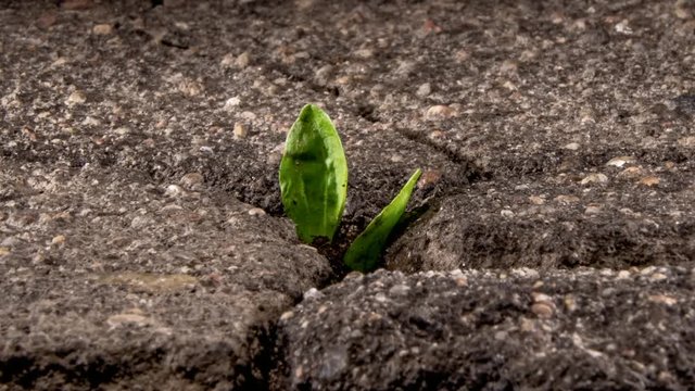A green sprout breaks through the cracking asphalt, the life force of nature, time lapse.