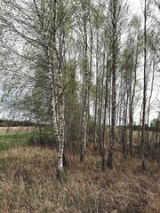 Obraz premium pine trees on the field