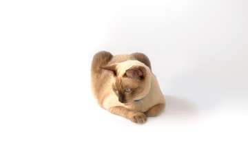 Portrait of the Siamese cat  are sitting on white background. Portrait of Thai cat with blue eyes is sitting on isolate white background.