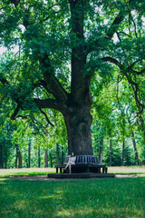 Beautiful young girl sitting on a bench near a tree. Girl in a summer dress in the park. Young woman sitting on a wooden bench.