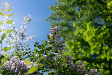 Lilac flowers close-up on a sunny day.