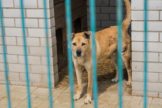 Homeless dog behind bars of a dog shelter.