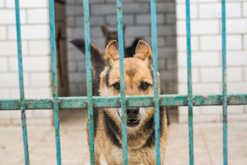Homeless dog behind bars of a dog shelter.