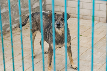 Homeless dog behind bars of a dog shelter.