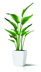  vector floor house green plant. Isolated on white illustration icon in white pot..