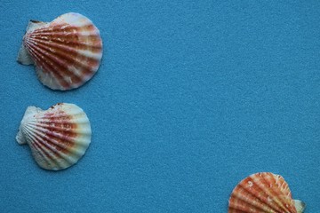 貝　海　イメージ　屋内