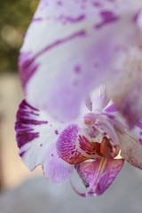 orchidea close up