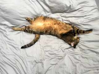 A grey tabby cat lies on a grey background. A lazy kitten sleeps on its back with its russet belly up. 