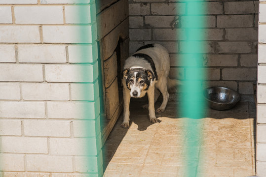 Homeless dog behind bars of a dog shelter.