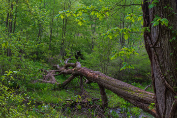 A fallen tree covered with moss lies across the green forest in springtime