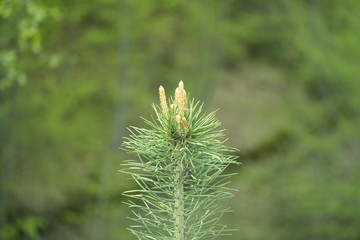 close up of a pine needles