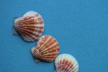 貝　海　イメージ　屋内