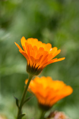 Pot marigold   flowers, with a shallow depth of field