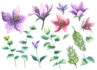 Watercolor drawing, Flowers and Leaves