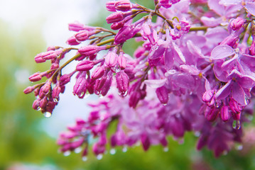 lilacs after a rain. Spring day