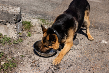 A trained German shepherd performs an exercise.