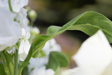 Dew on the petals of a white rose. Fresh flowers in a summer cottage