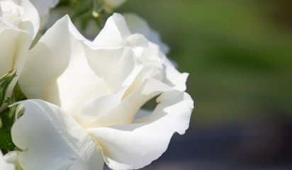 Dew on the petals of a white rose. Fresh flowers in a summer cottage
