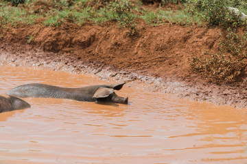 Fototapeta premium Large black pig in mud in a pig pen on a farm