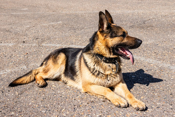 A trained German shepherd performs an exercise.