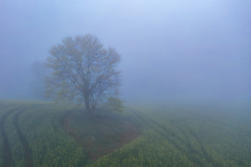 Obraz na płótnie Canvas Mgła fog rzepak