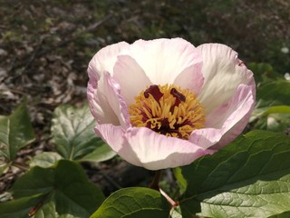 Naklejka premium pink peony flower