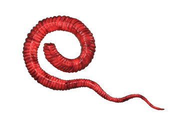 Obraz premium Dracunculus medinensis First-Stage Larva