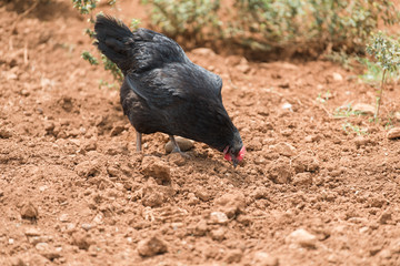 black chicken scratching and pecking the earth