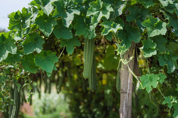loofah plant vine with hanging loofah