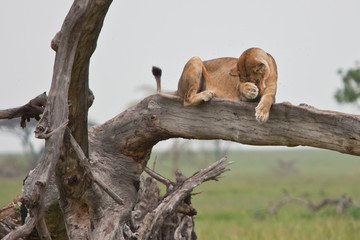 portrait of old lioness rest after hunting on tree east Africa national park selective focus