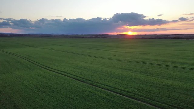 Aerial video flying over green wheat field during sunset in spring time. Agricultural landscape background