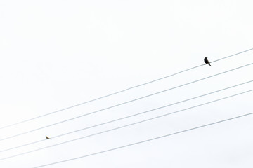 Two birds sitting on electric wires in the form of strings