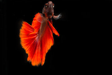 Red half moon fighting fish on a black background