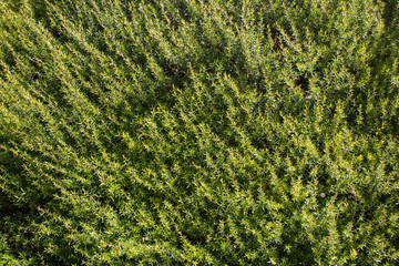 Wall with green plants texture for background