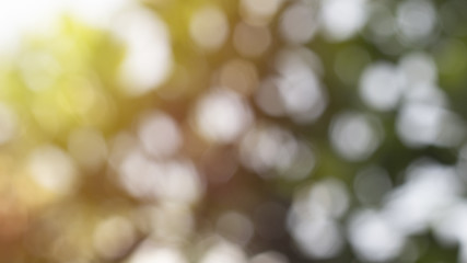 Obraz premium Blur background of nature. Lush green background with orange sunlight