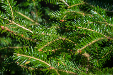 Background of Christmas tree branches, pine tree, branches of spruce