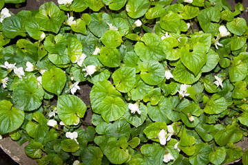 green leaves background