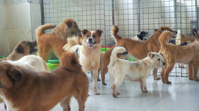 Unwanted and homeless dogs of different breeds in animal shelter. Looking and waiting for people to come adopt. Shelter for animals concept