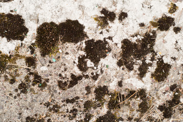 Texture background - old porous gray concrete ground with stains, cracks and moss.