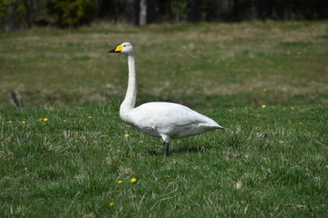 Whooper swan eating on a field. Wonderful when I was meeting it. Just had a look at each other and it continued to eat in all calmness. Nature is just great.