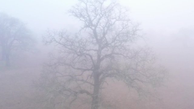 Tree Disapears in Fog, Bryan, Texas, USA