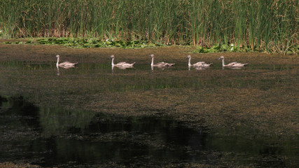Group of swans in Natural Reserve of Zasavica, Serbia
