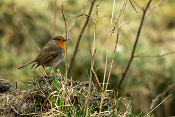 robin on a branch