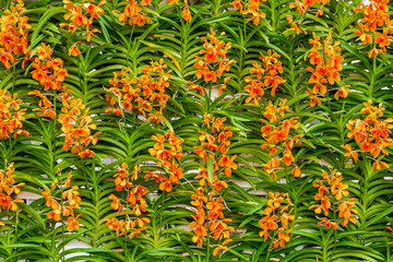 Group of orange orchid flowers decorate on wall in flower garden