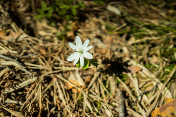 white flowers in early spring in the forest