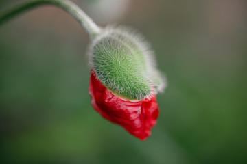 Obraz premium Bud of poppy flower decorative